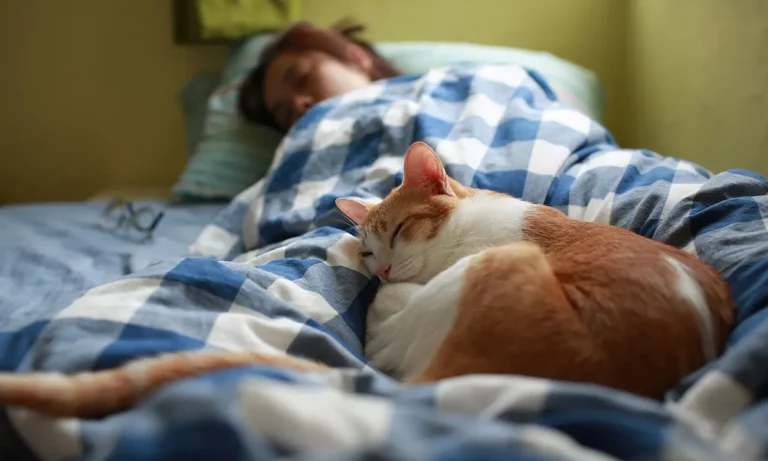 Los gatos eligen una persona para dormir