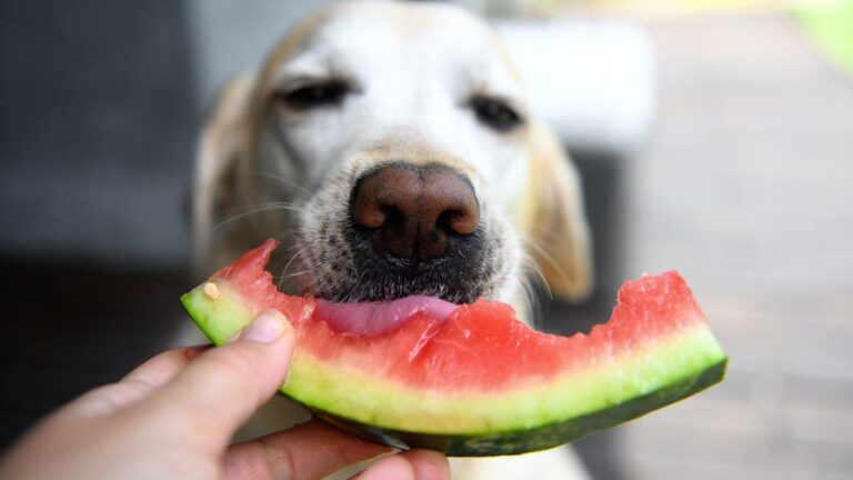 Los Perros Y Las Frutas En Su Dieta