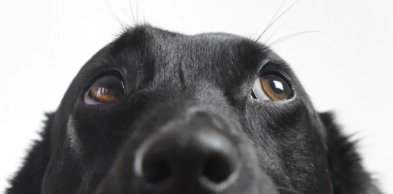 ¿Qué Significa que Un Perro Te Mire Fijamente A Los Ojos?