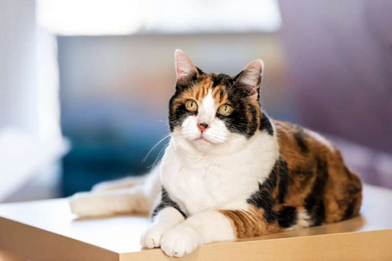 ¿Es verdad que todos los gatos de 3 colores son hembras?