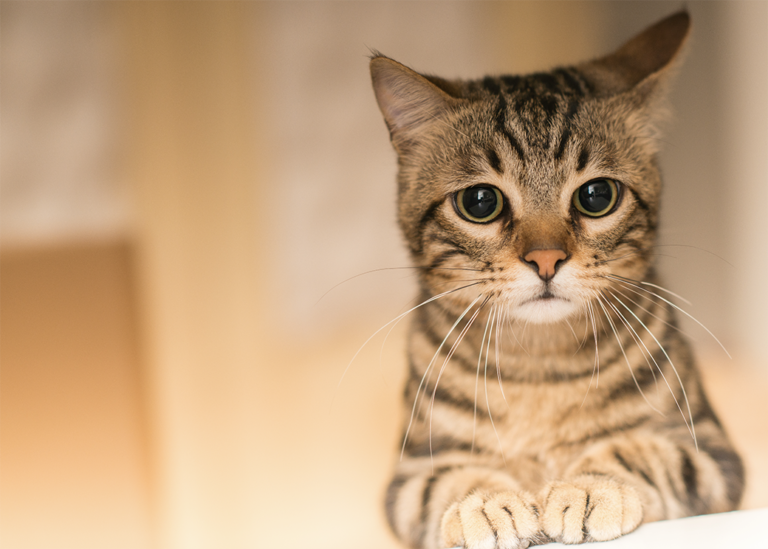 ¿Quieres conquistar el amor de tu Gato?