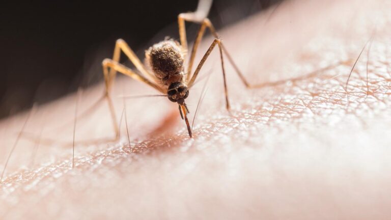 ¿A Quienes Buscan Los Mosquitos A La Hora De Picar?