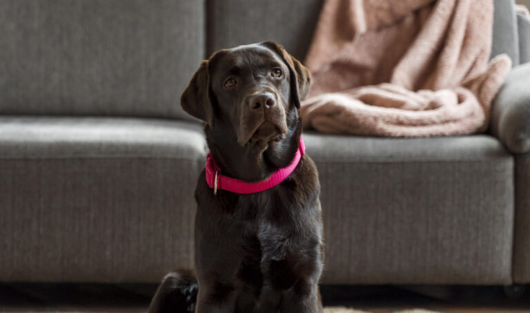 10 Aspectos A Considerar Antes De Tener Un Perro En Casa
