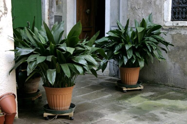 Estas Plantas No Debe Poner En La Entrada De Su Casa…
