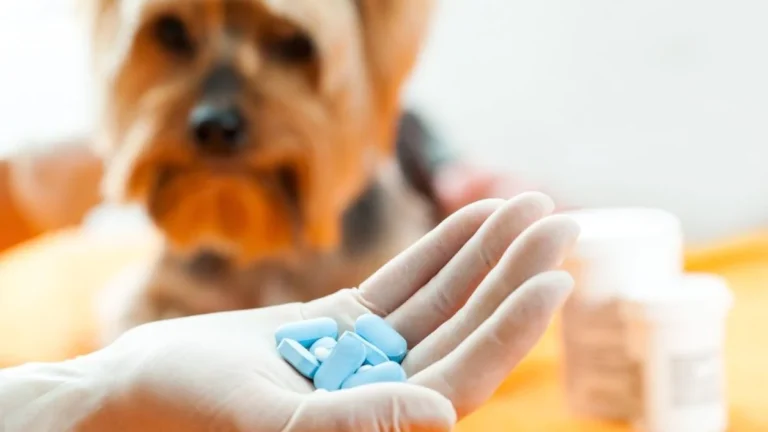 ¿SE LE PUEDEN DAR PASTILLAS DE HUMANOS A UN PERRO PARA EL DOLOR?