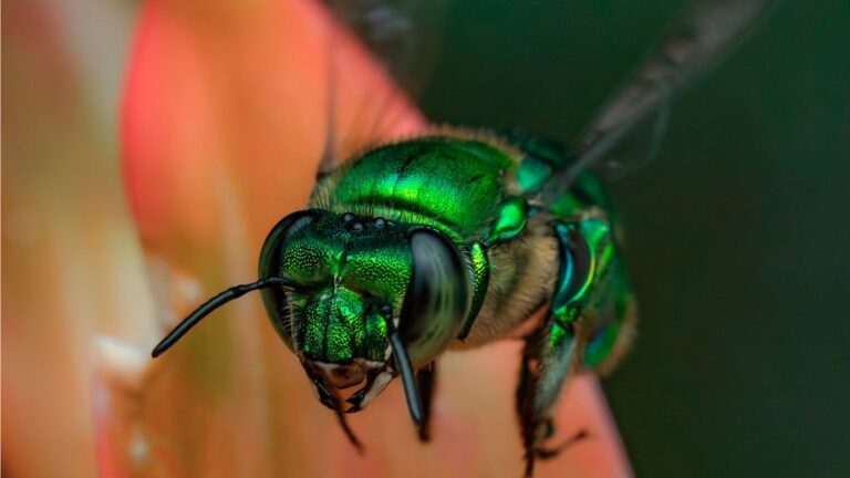 Las abejas colombianas son famosas por su belleza
