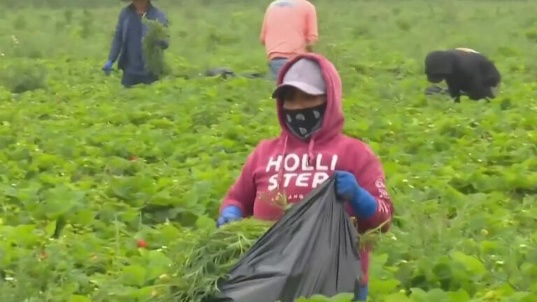 LÍMITES INSOSPECHADOS: ICE persigue ahora a trabajadores agrícolas indocumentados…