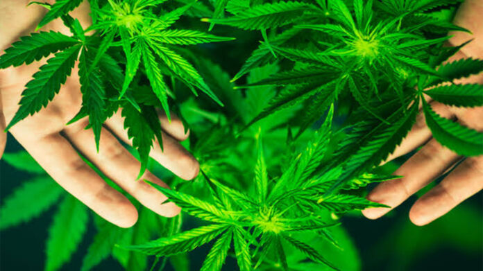 Marihuana